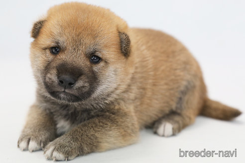 販売中の神奈川県の柴犬-351655